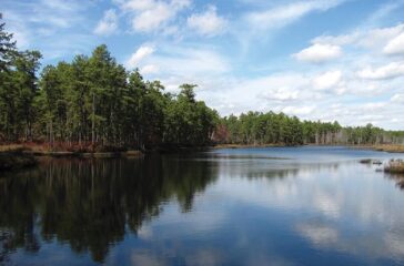 deep_run_in_wharton_state_forest