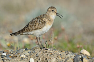 Baird's Sandpiper