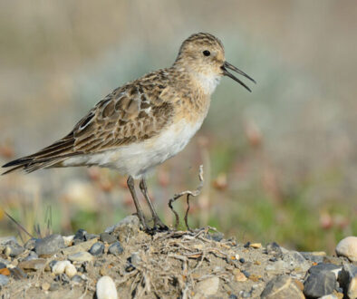 Baird's Sandpiper