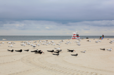 Black_Skimmers_on_the_beach_sized