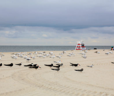 Black_Skimmers_on_the_beach_sized