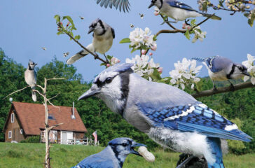 Brits-Eye-Blue-Jay