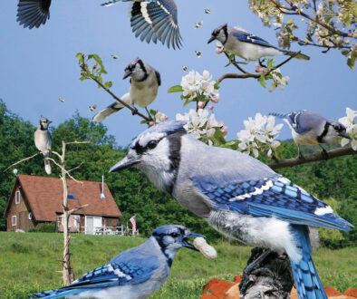 Brits-Eye-Blue-Jay