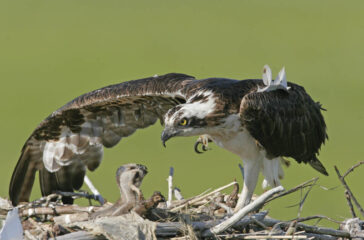 Brits Eye View Cape May Magazine Early Summer 2022 Osprey 2