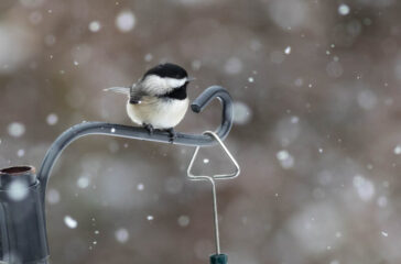 Cape May Magazine WInter 2022 HIbernation Carolina Chickadee