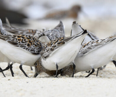 Cook's Beach, NJ