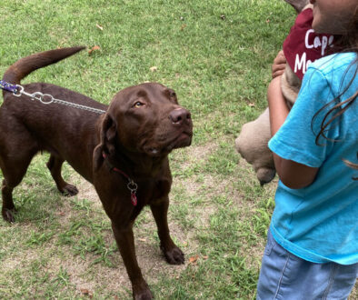 Dr. Physick’s Dog Days of Summer Feature Image
