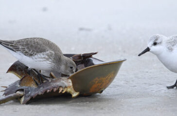 Dunlin-and-Sanderlingenjoying-Horseshoe-Crab