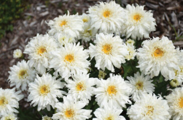 Elaine-Stevenson-leucanthemum_marshmallow_cjw19_7