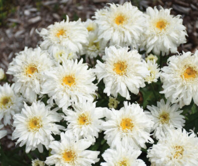 Elaine-Stevenson-leucanthemum_marshmallow_cjw19_7