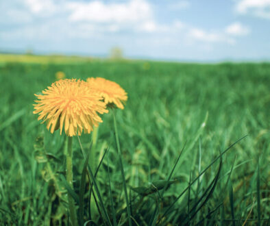 In the Weeds