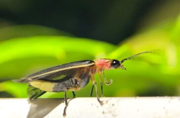 IMG_3043