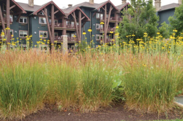 Karl Foerster with Rudbeckia maximacape may magazine design in bloom high summer 2022