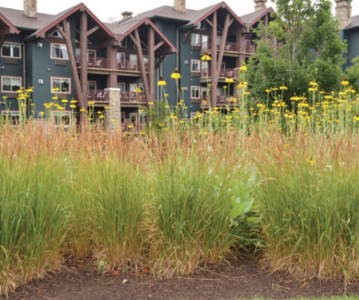 Karl Foerster with Rudbeckia maximacape may magazine design in bloom high summer 2022