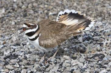 Killdeer on eggs