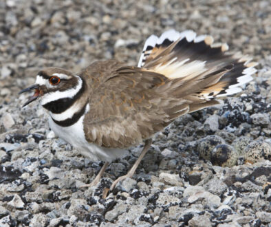 Killdeer on eggs