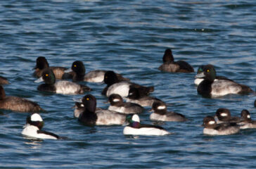 Lesser_Scaup_and_Bufflehead