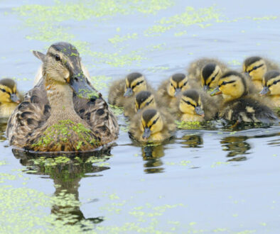 Mallard F with chicks