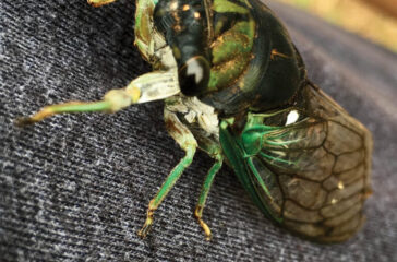 The dog-day cicada.