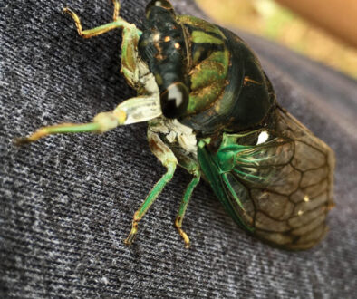 The dog-day cicada.
