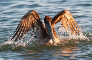Pelican-washing