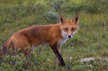 Red Fox Denali-10WEB