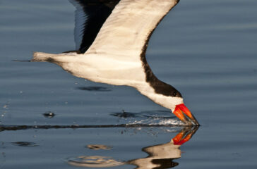 Black Skimmer