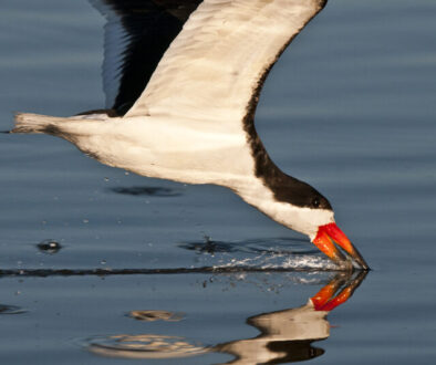 Black Skimmer
