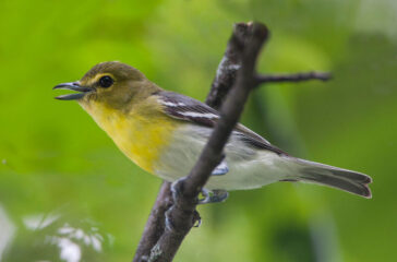 Yellow-throated-Vireo