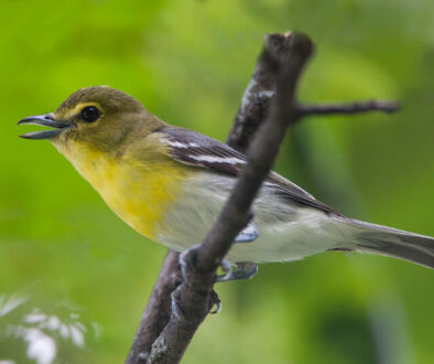 Yellow-throated-Vireo