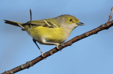 brit's eye view white-eyed vireo (1)