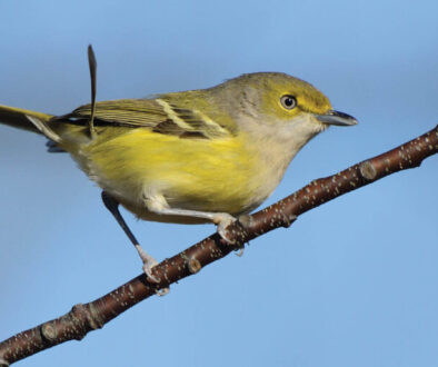 brit's eye view white-eyed vireo (1)