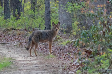 cape may coyote cape may magazine