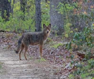 cape may coyote cape may magazine