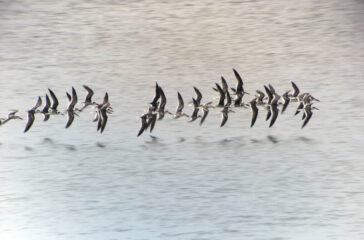 cape may magazine fall 2022 Black Skimmers-DLP