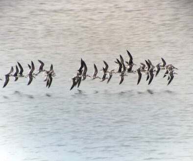 cape may magazine fall 2022 Black Skimmers-DLP