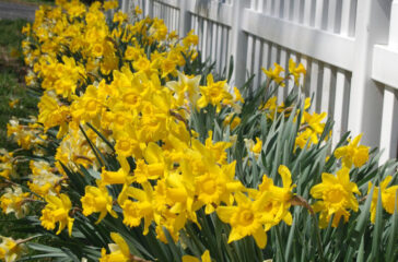 yellow daffodils along a fence