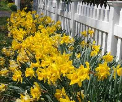 yellow daffodils along a fence