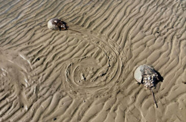 Horseshoe Crabs