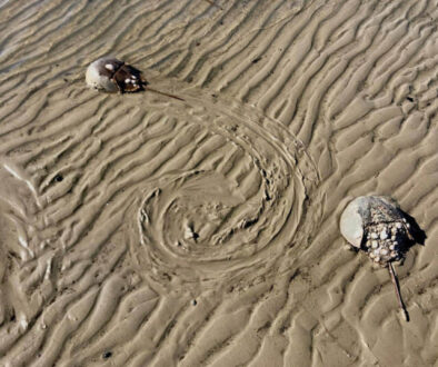 Horseshoe Crabs