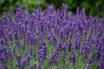 lavender