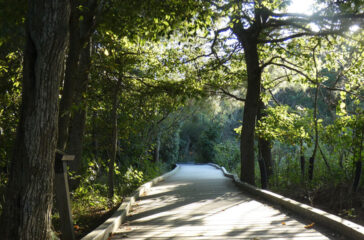 Finding Shade on Cape Island