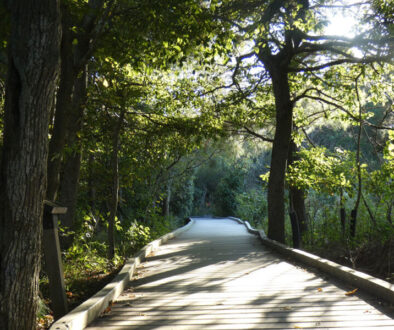 Finding Shade on Cape Island