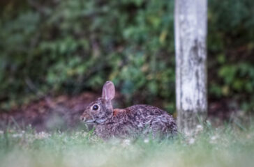 rabbit-2
