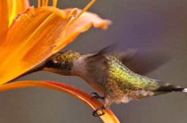 ruby-throated-hummingbird-richard