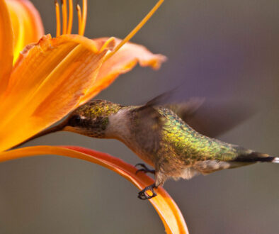 ruby-throated-hummingbird-richard