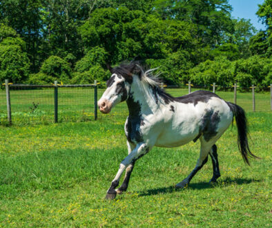 running horse