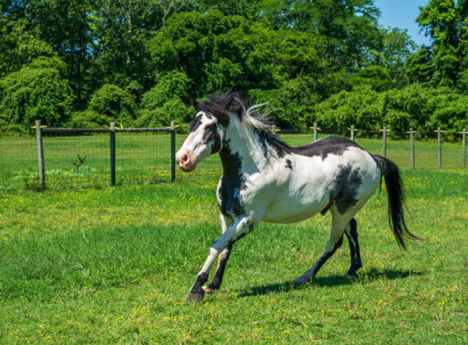 running horse running horse