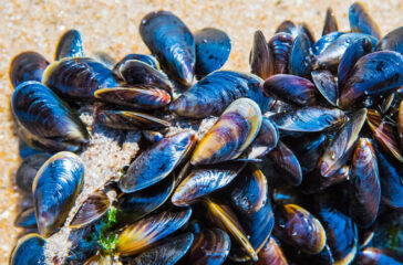 Mussel,On,A,Sandy,Beach.,Background.,Close-up.