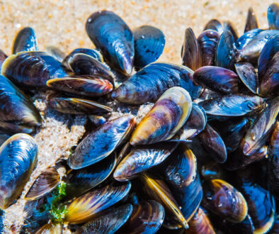 Mussel,On,A,Sandy,Beach.,Background.,Close-up.